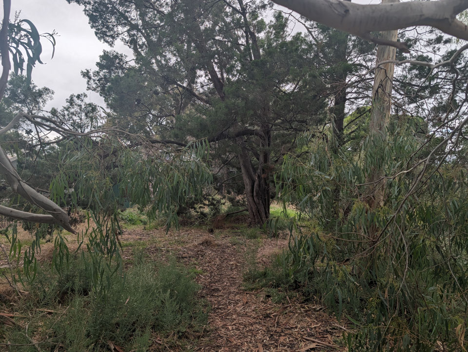 Photo of area being fenced off by council.